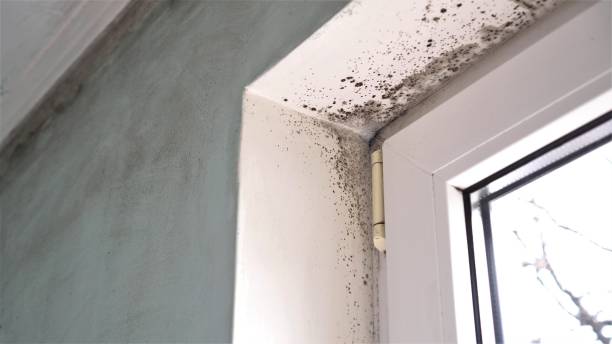 Best DIY Mold Remediation Support Services in Anderson, SC
