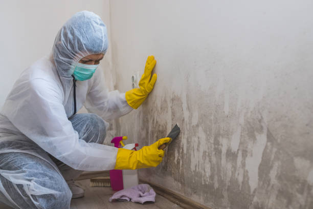 Best Health and Safety Mold Remediation in Anderson, SC