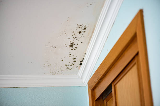 Best Kitchen Mold Remediation in Anderson, SC