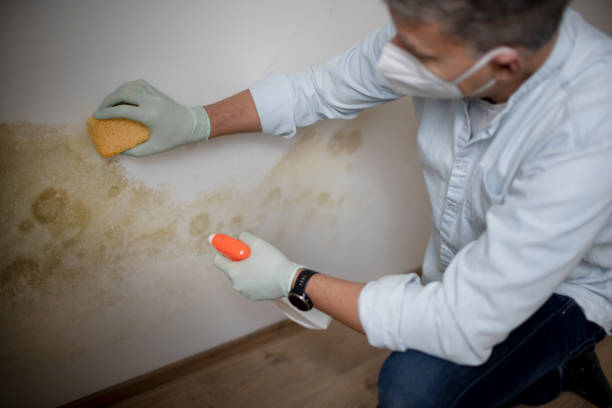 Professional Mold Remediation in Anderson, SC