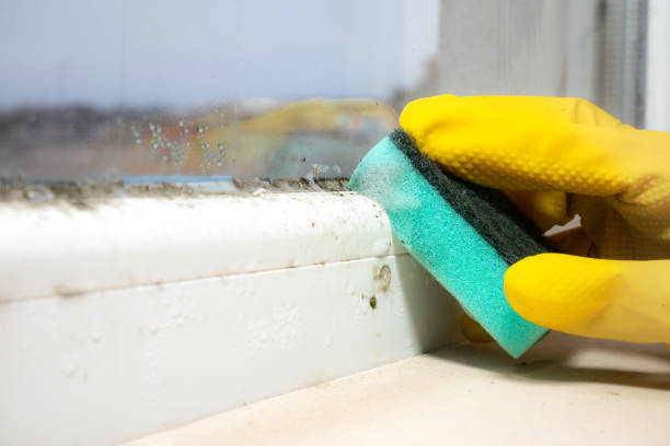 Best Preventive Mold Services in Anderson, SC