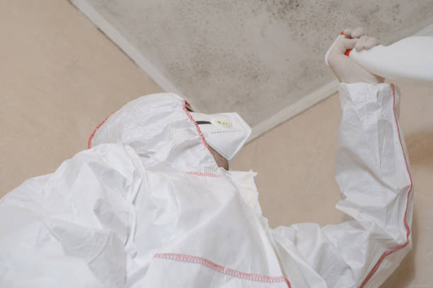 Best Basement Mold Remediation in Anderson, SC