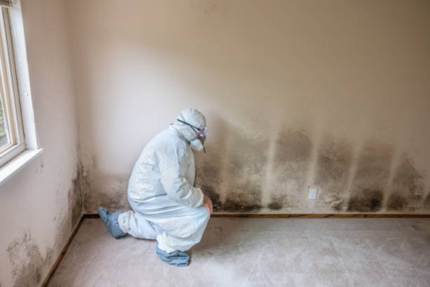 Best Preventive Mold Services in Anderson, SC