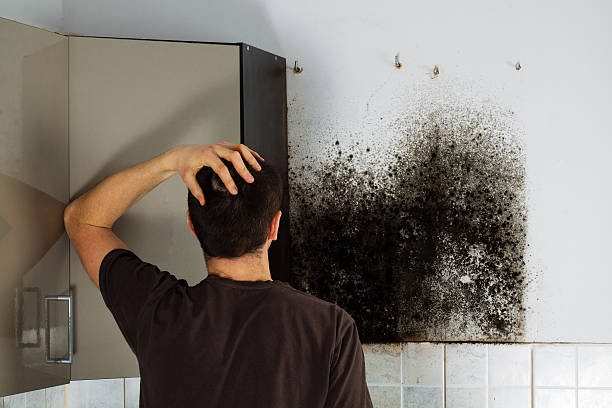 Best Mold Remediation for Specific Building Types in Anderson, SC