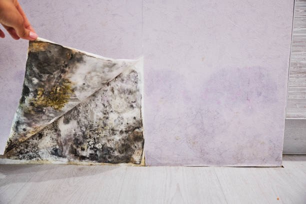 Best Residential Mold Remediation in Anderson, SC